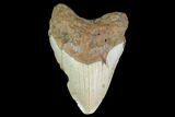 Fossil Megalodon Tooth - North Carolina #124924-1